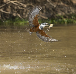 kingfisher